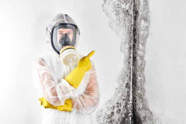 Mold Odor Removal Services in Springboro, OH