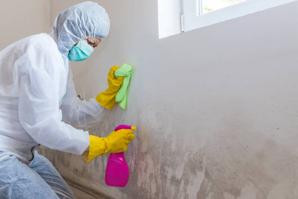 Asbestos and Lead Testing During Mold Inspection in Springboro, OH